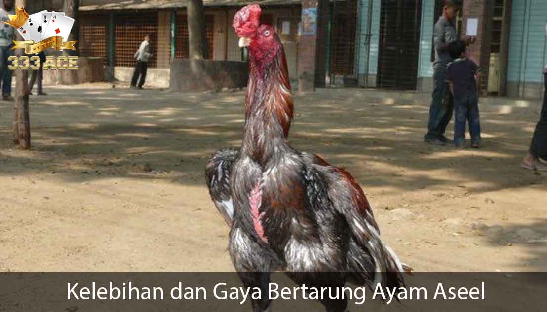 Ayam Aseel Petarung