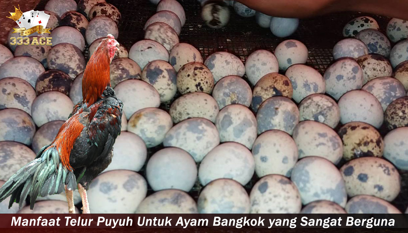 Manfaat Telur Puyuh Untuk Ayam Bangkok