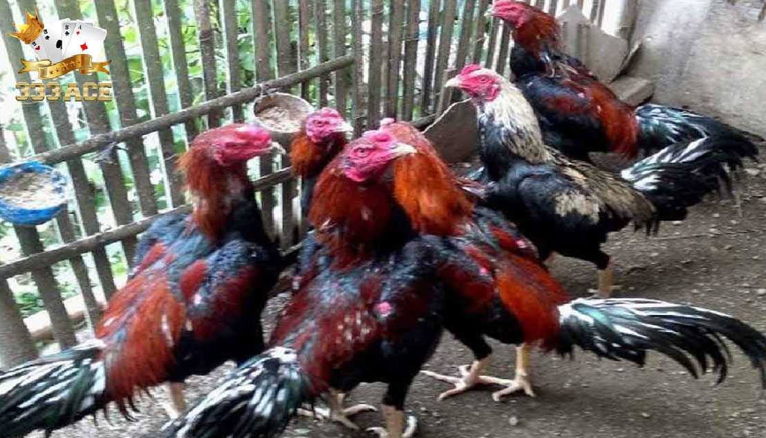 Persiapan Penting Memulai Usaha Ternak Ayam Bangkok Aduan